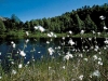 nature 1