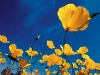 nature 2